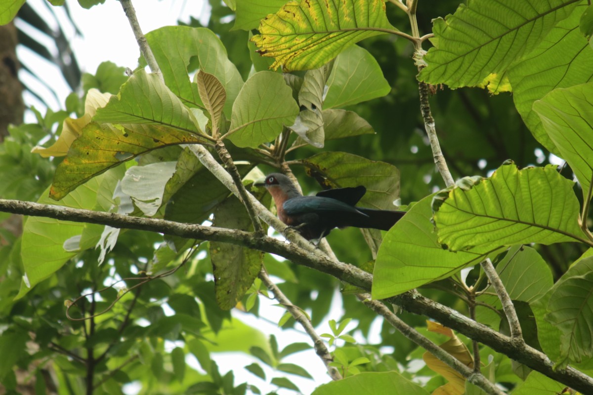 kukačka indonéská - ML630107179