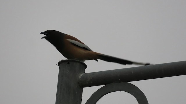 Rufous Treepie - ML630107202