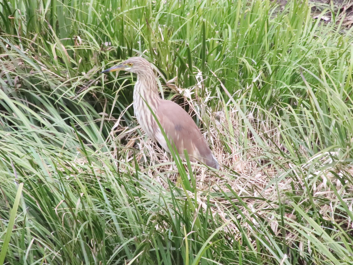 Chinese Pond-Heron - ML630107204
