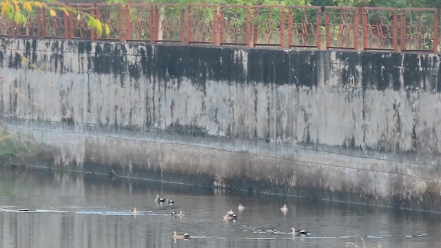 Indian Spot-billed Duck - ML630107224