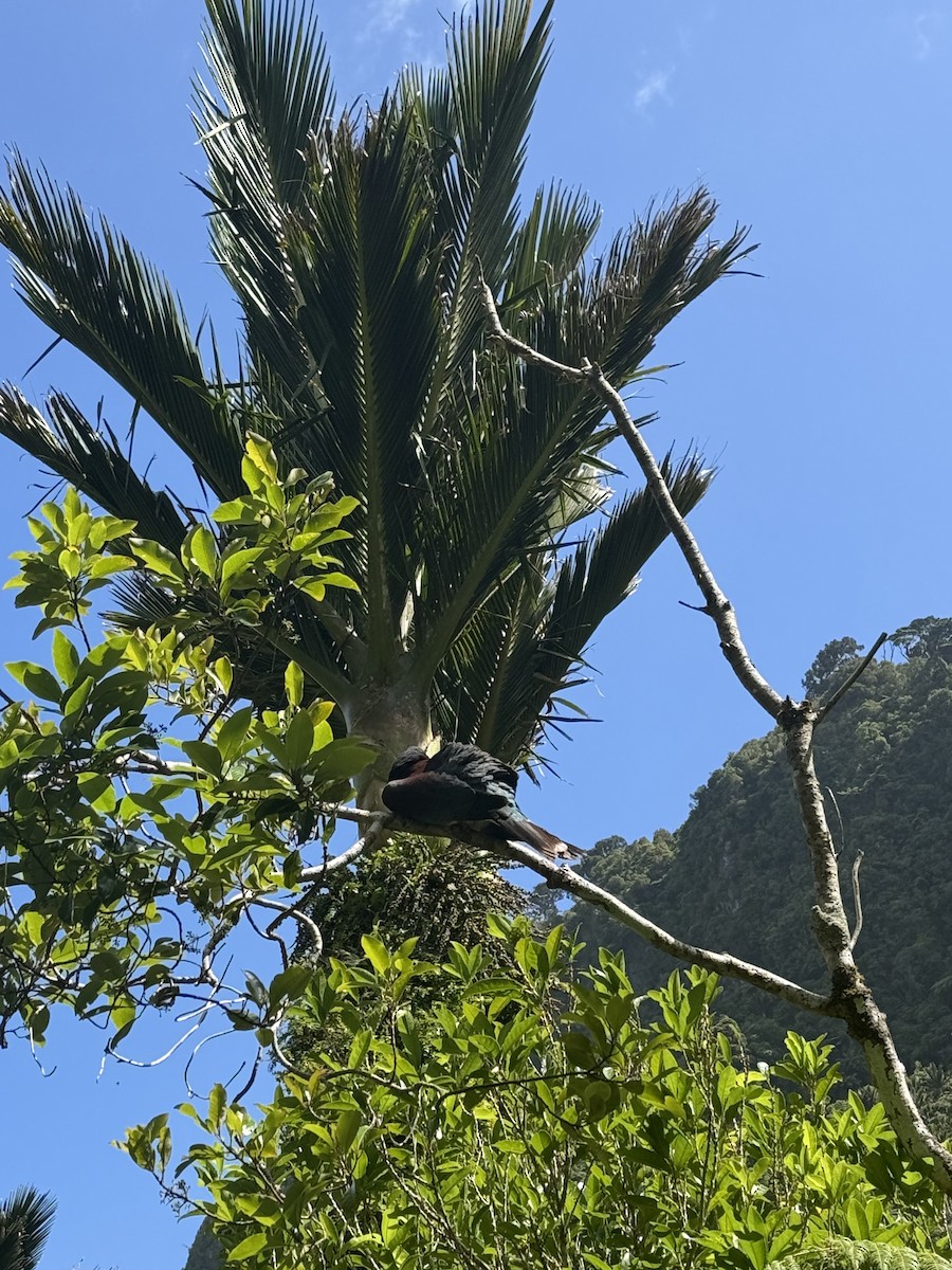 New Zealand Pigeon - ML630107764