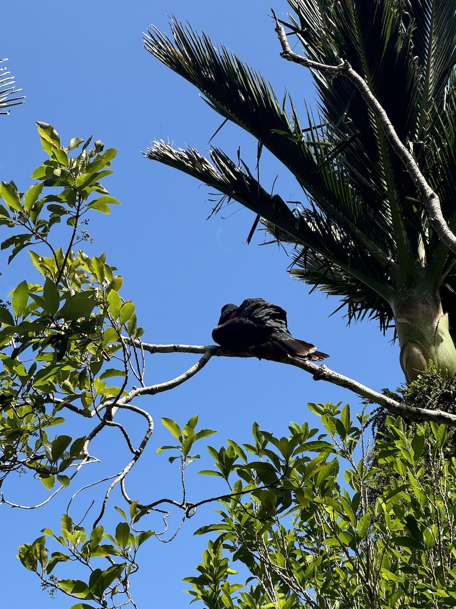 New Zealand Pigeon - ML630107765