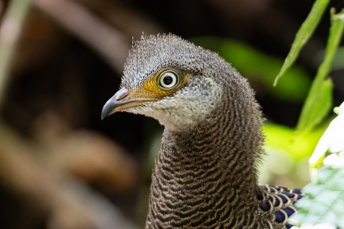 Gray Peacock-Pheasant - ML630107872