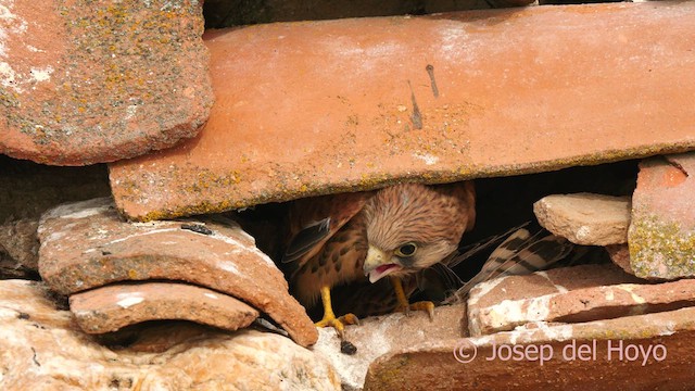 Lesser Kestrel - ML630108082