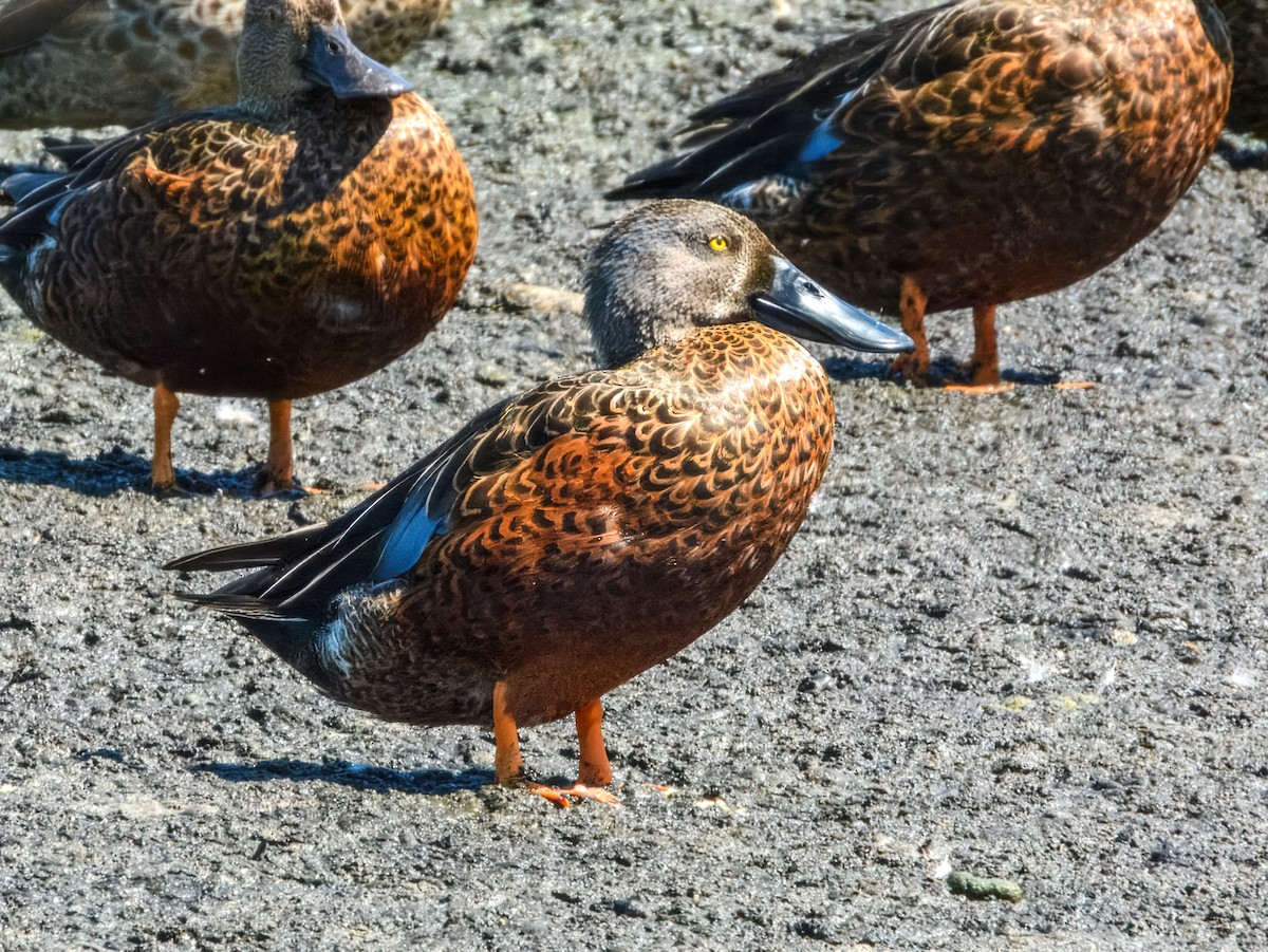 Canard bridé - ML630108096