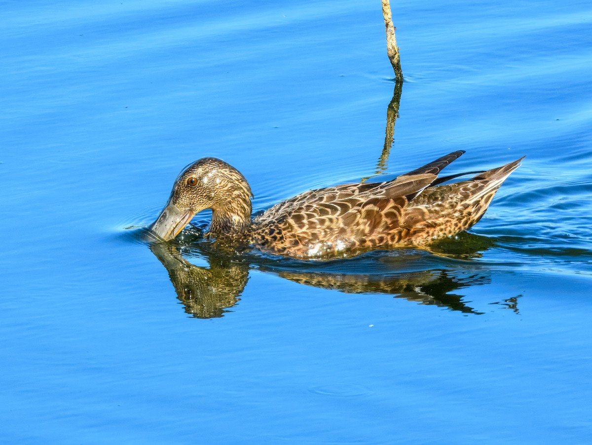 Canard bridé - ML630108114