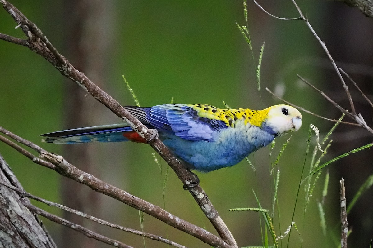 Pale-headed Rosella - ML630108250