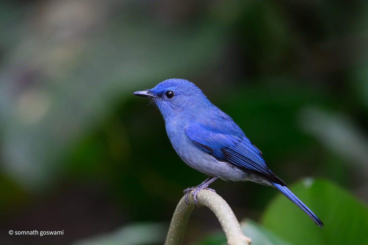 Pale Blue Flycatcher - ML630108255