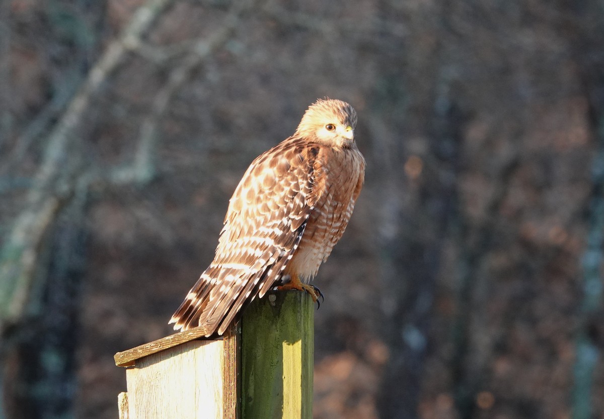 Red-shouldered Hawk - ML630108552