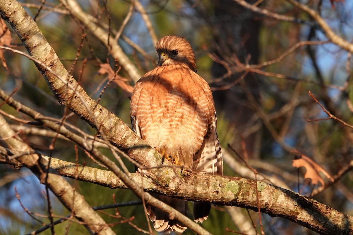 Red-shouldered Hawk - ML630108566