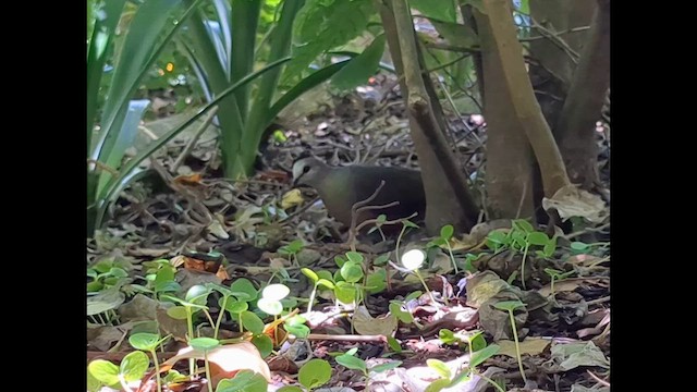 Lemon Dove - ML630108574