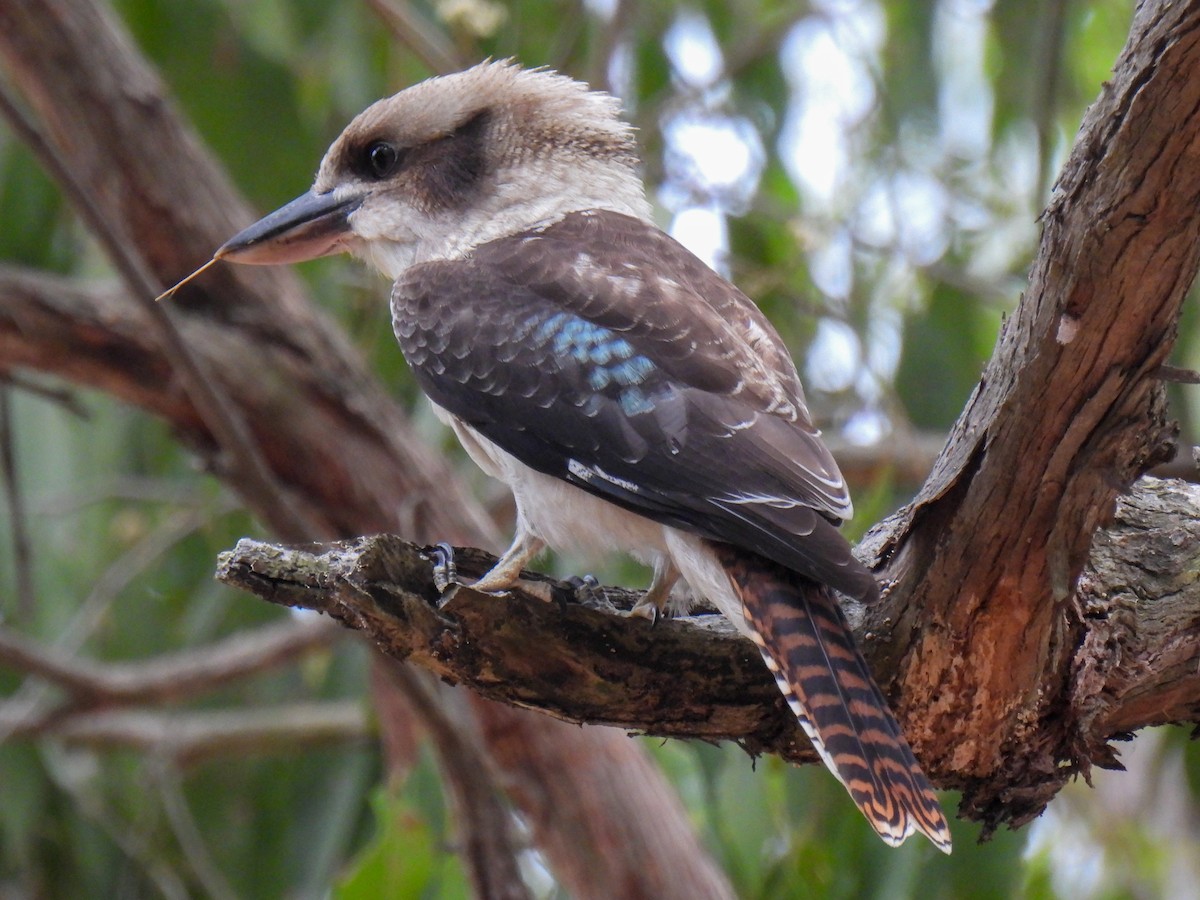 Laughing Kookaburra - ML630108583