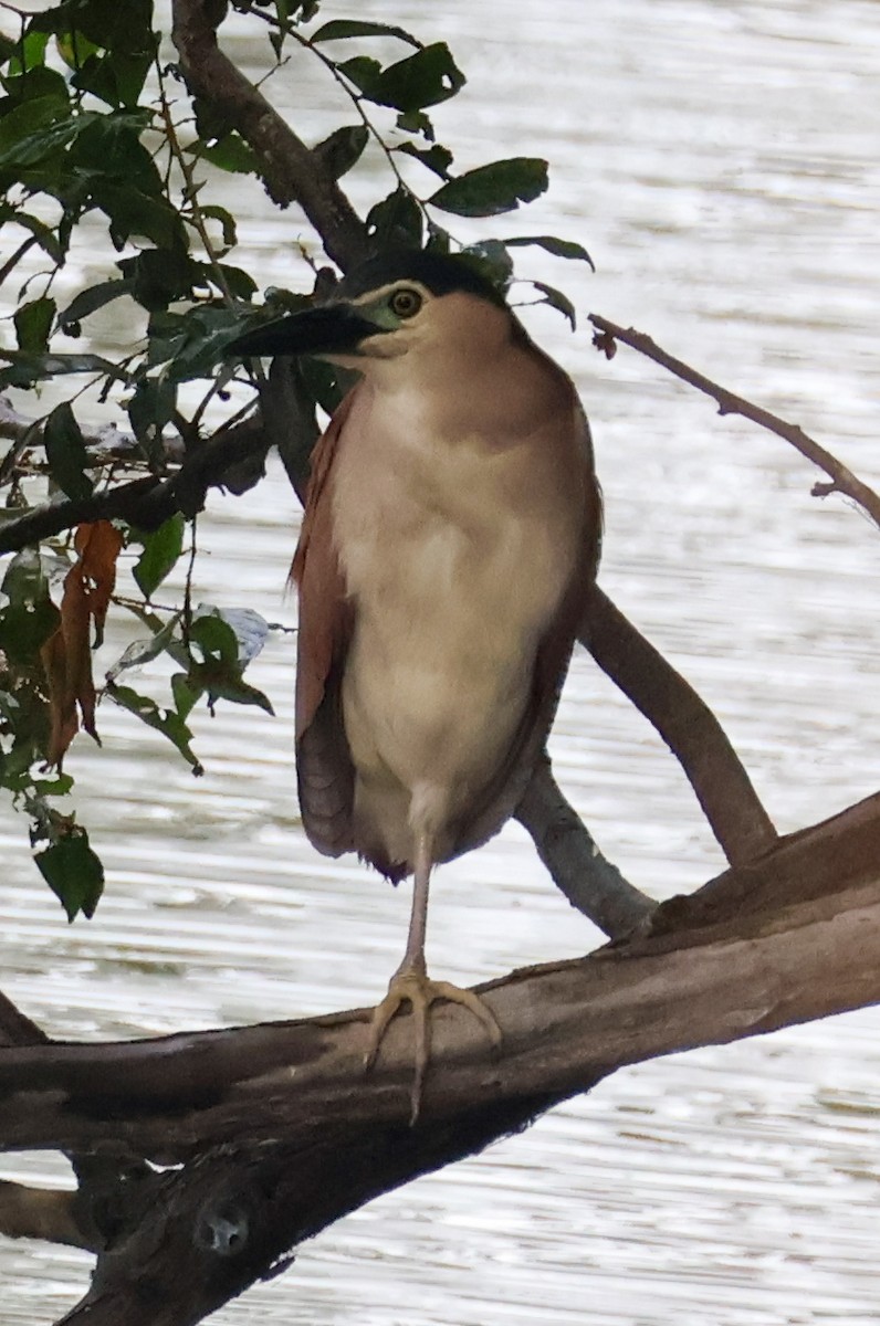 Nankeen Night Heron - ML630108735