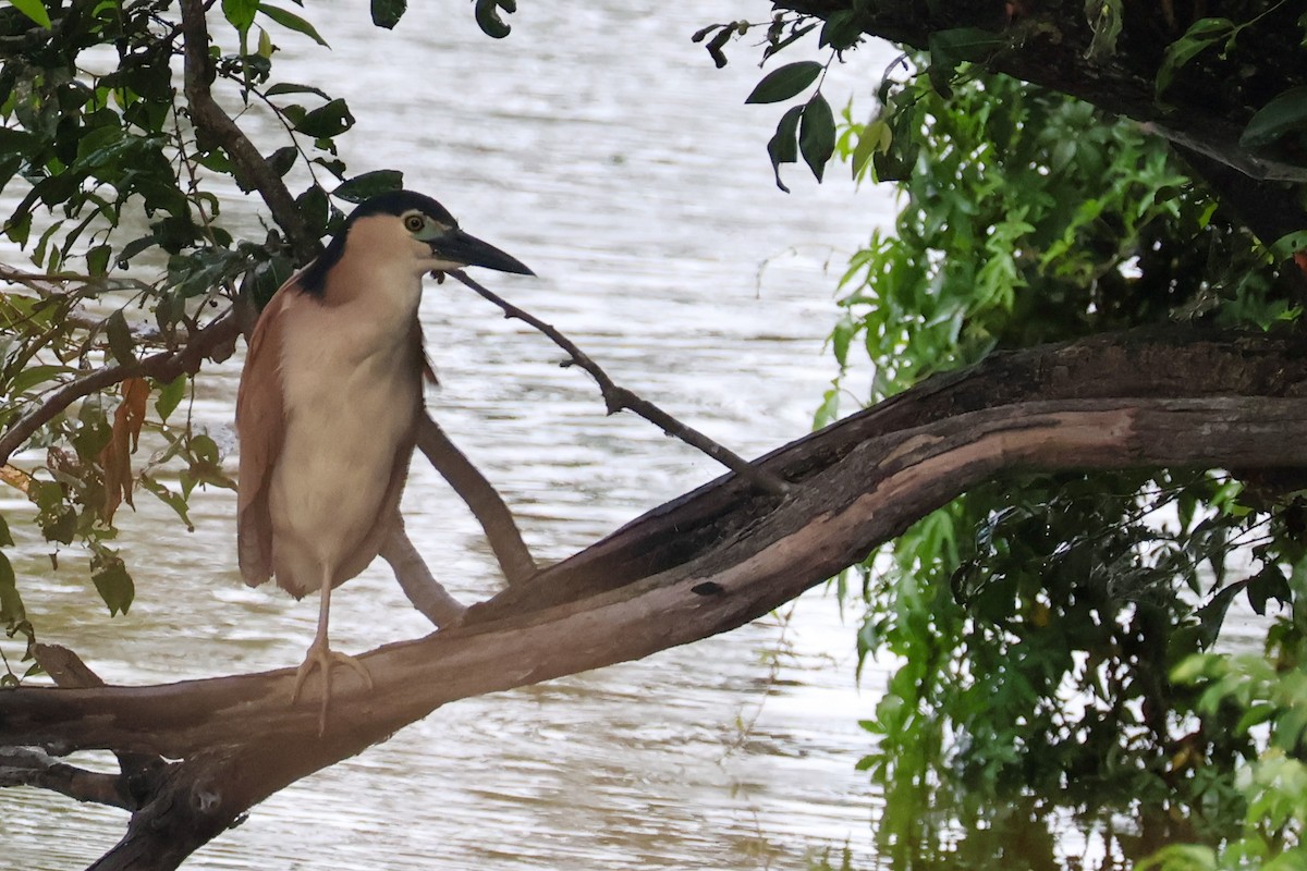 Nankeen Night Heron - ML630108736