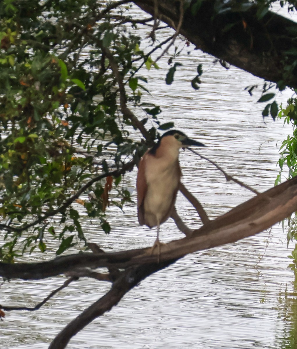 Nankeen Night Heron - ML630108737