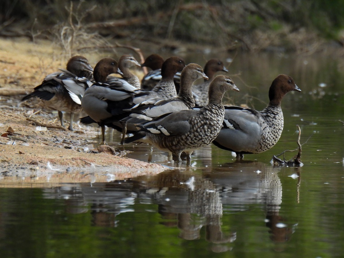 Maned Duck - ML630108894