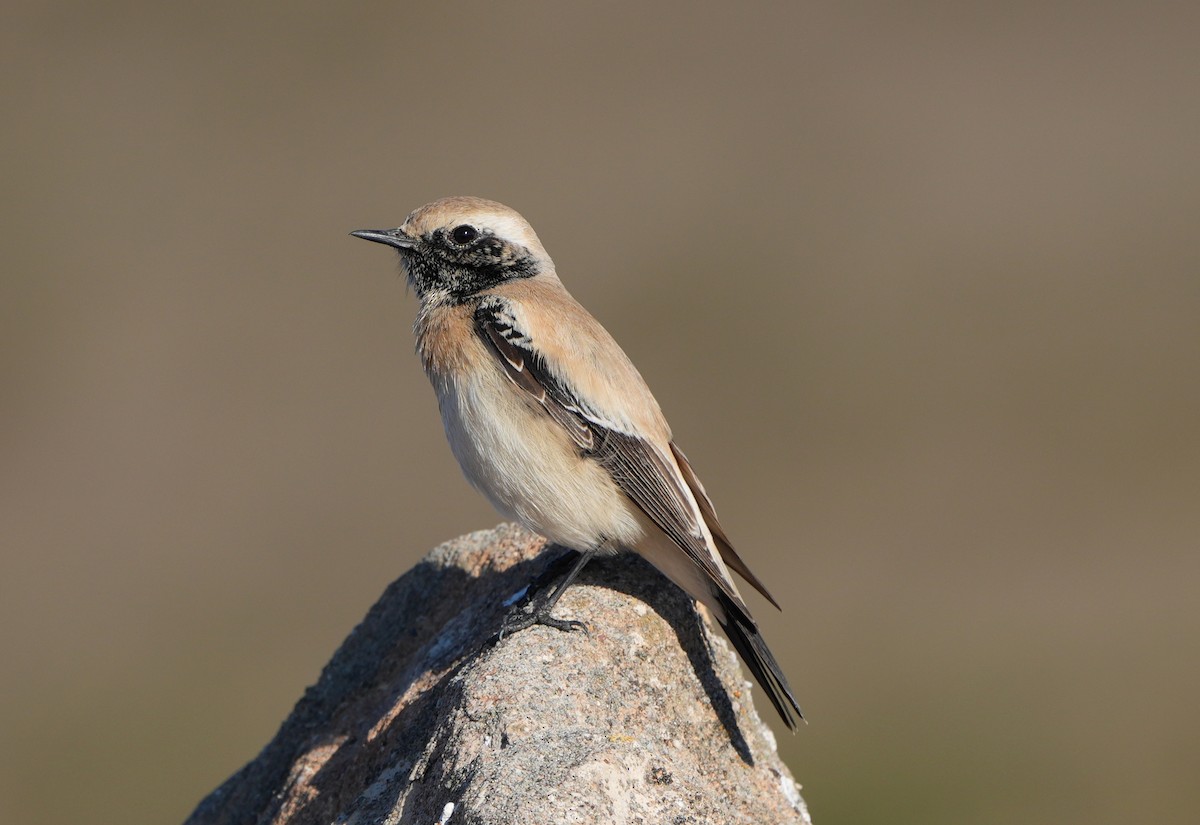 Desert Wheatear - ML630108898
