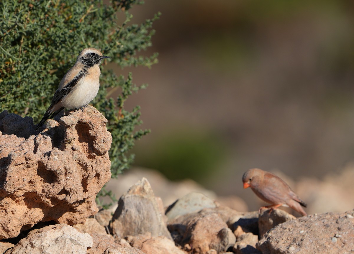 Desert Wheatear - ML630108899