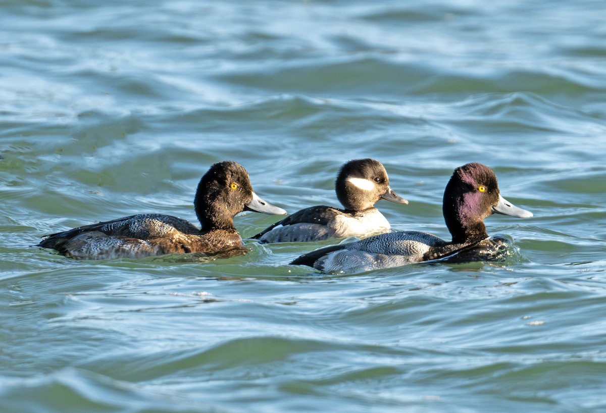 Lesser Scaup - ML630108904