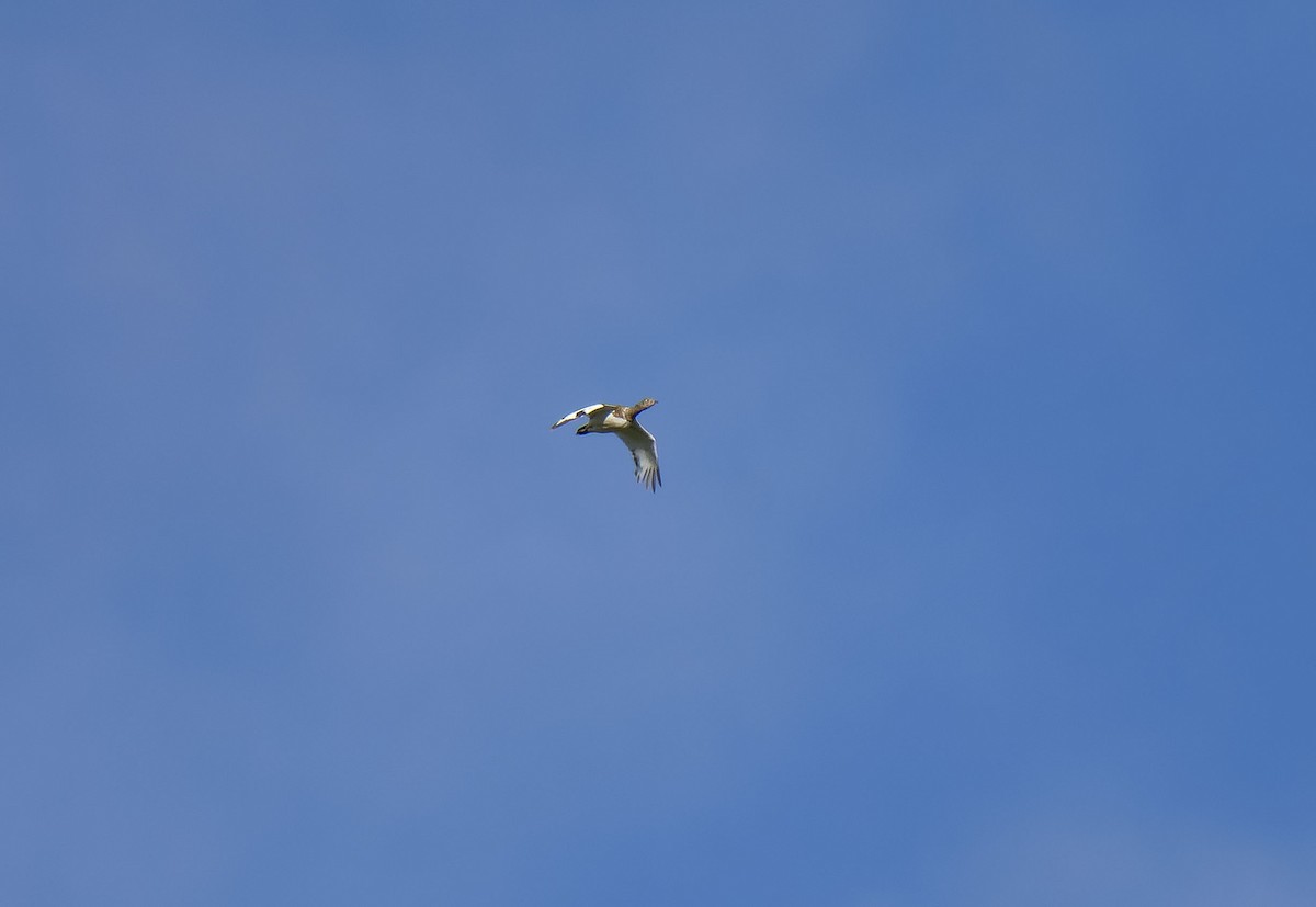 Little Bustard - ML630108974