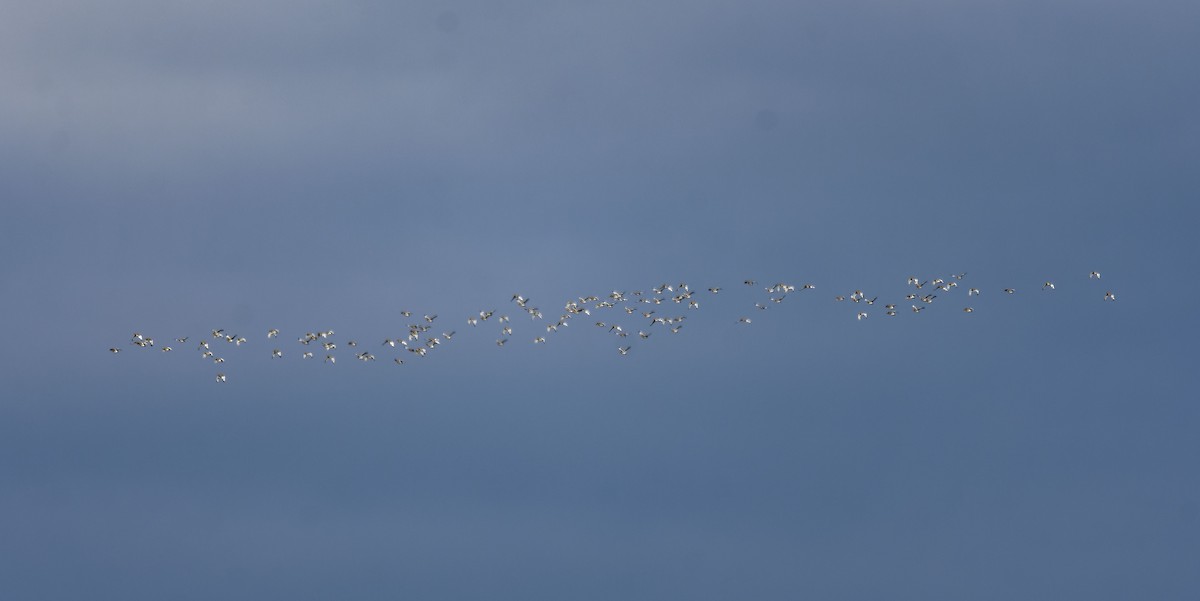 Little Bustard - ML630108975