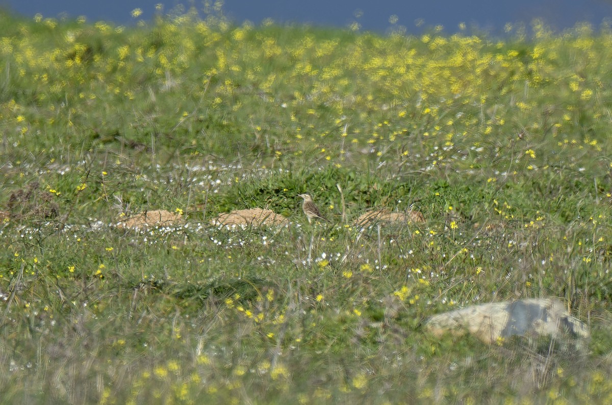 Richard's Pipit - ML630109003