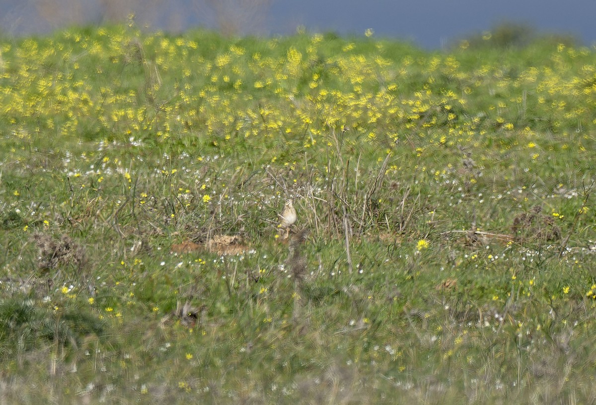 Richard's Pipit - ML630109004