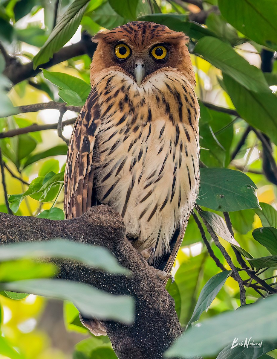Philippine Eagle-Owl - ML630109110