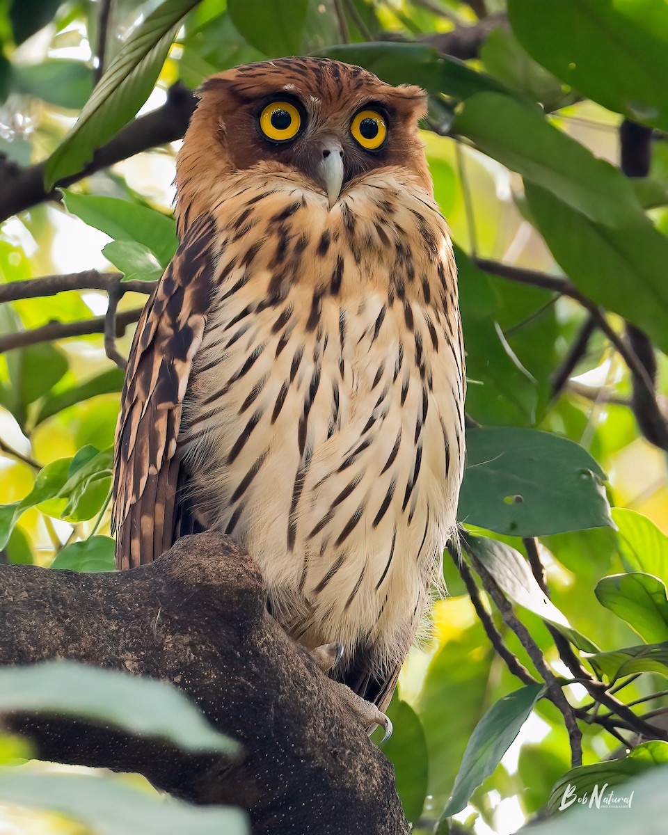 Philippine Eagle-Owl - ML630109111