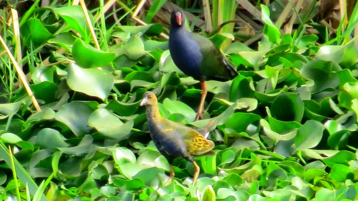 Allen's Gallinule - ML630109114