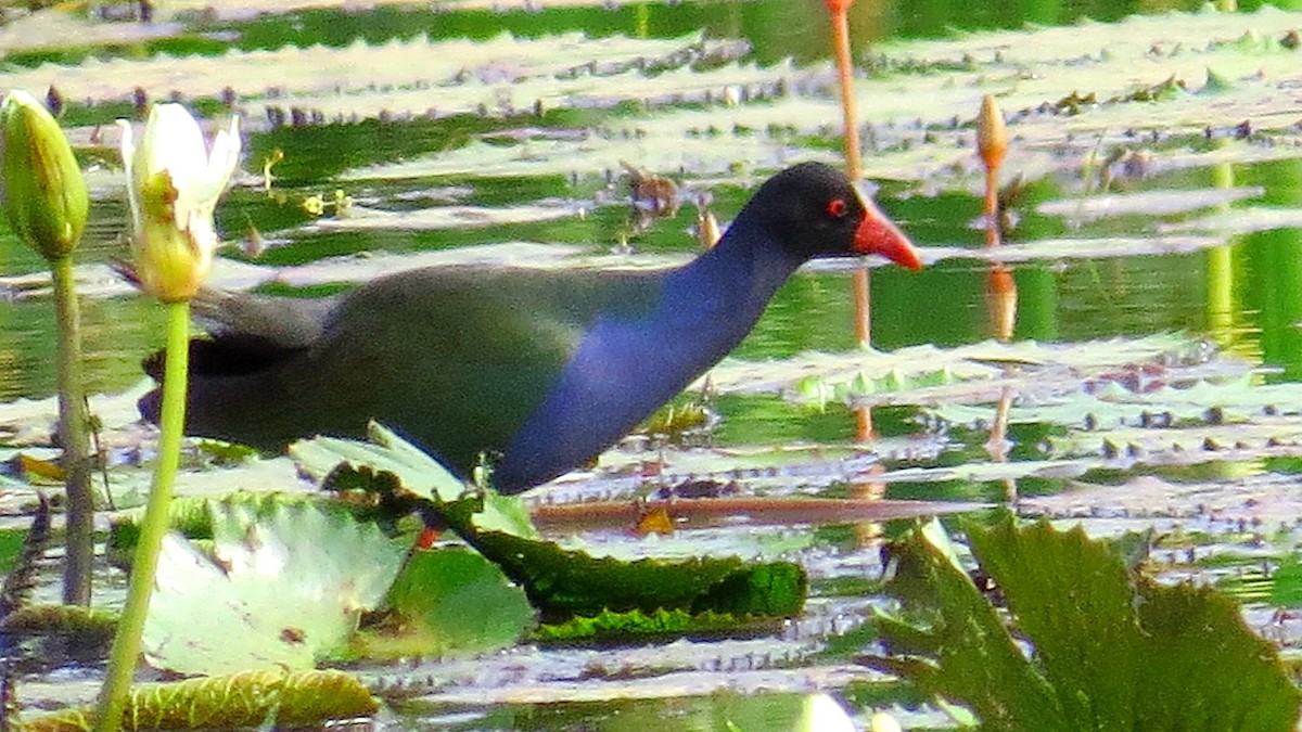 Allen's Gallinule - ML630109121
