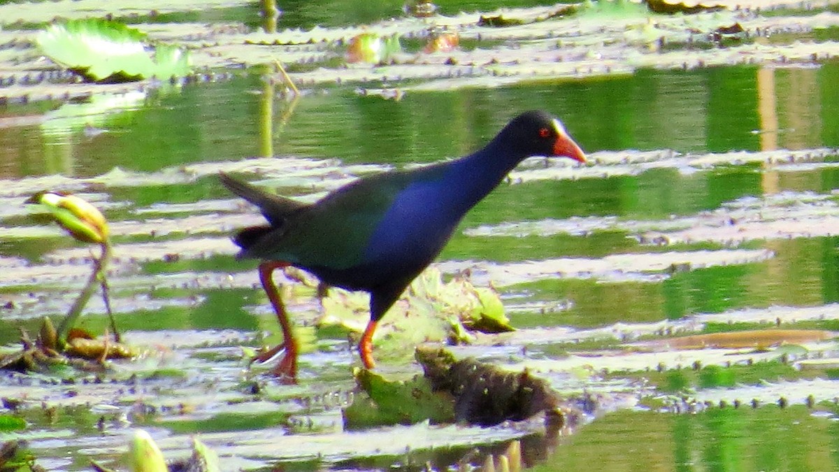 Allen's Gallinule - ML630109122