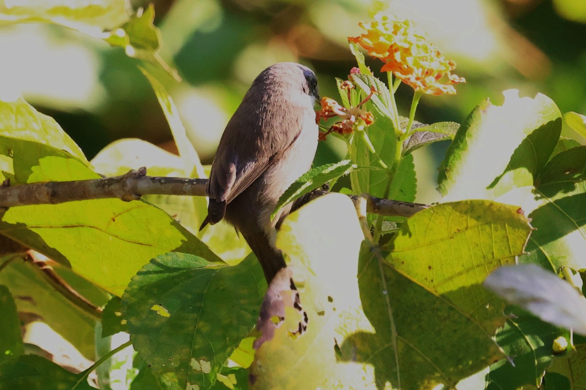 Lesser Whitethroat (Lesser) - ML630109190