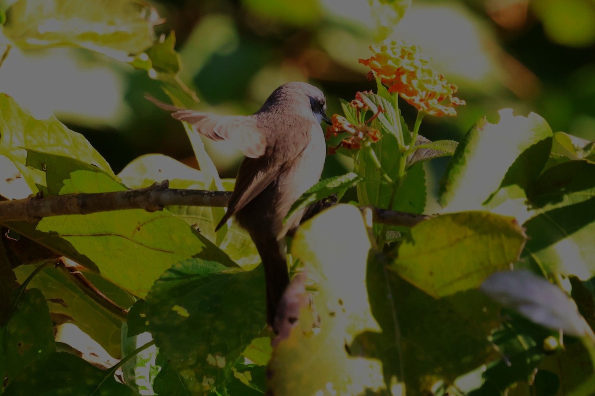 Lesser Whitethroat (Lesser) - ML630109192