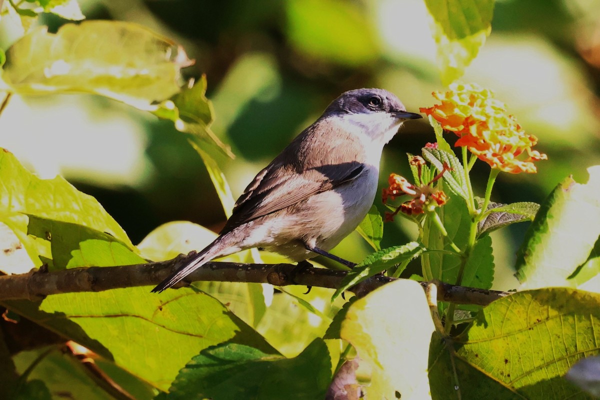 Lesser Whitethroat (Lesser) - ML630109193