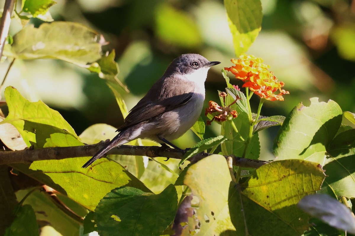 Lesser Whitethroat (Lesser) - ML630109195