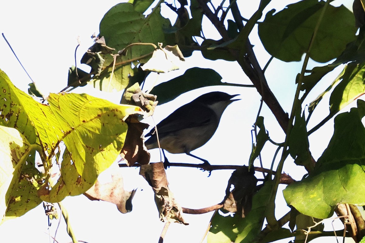 Lesser Whitethroat (Lesser) - ML630109200