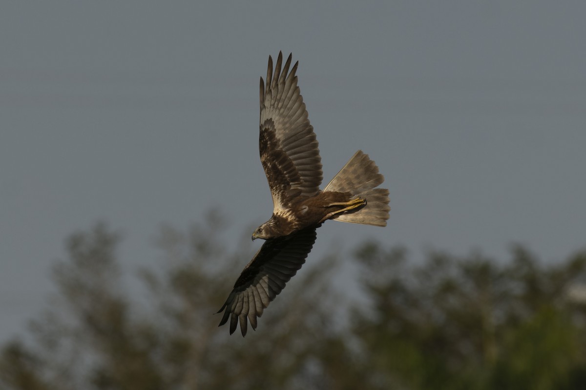 Eastern Marsh Harrier - ML630109208