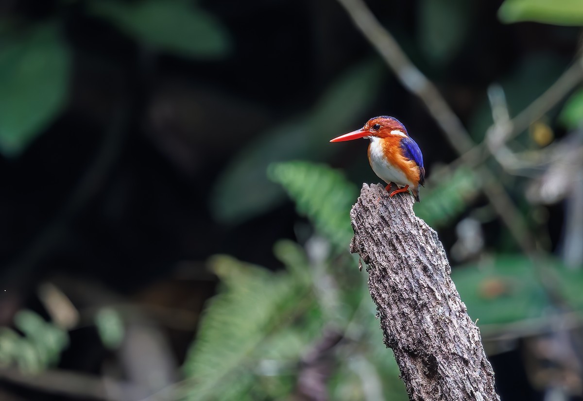 White-bellied Kingfisher - ML630109254