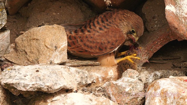 Lesser Kestrel - ML630109285