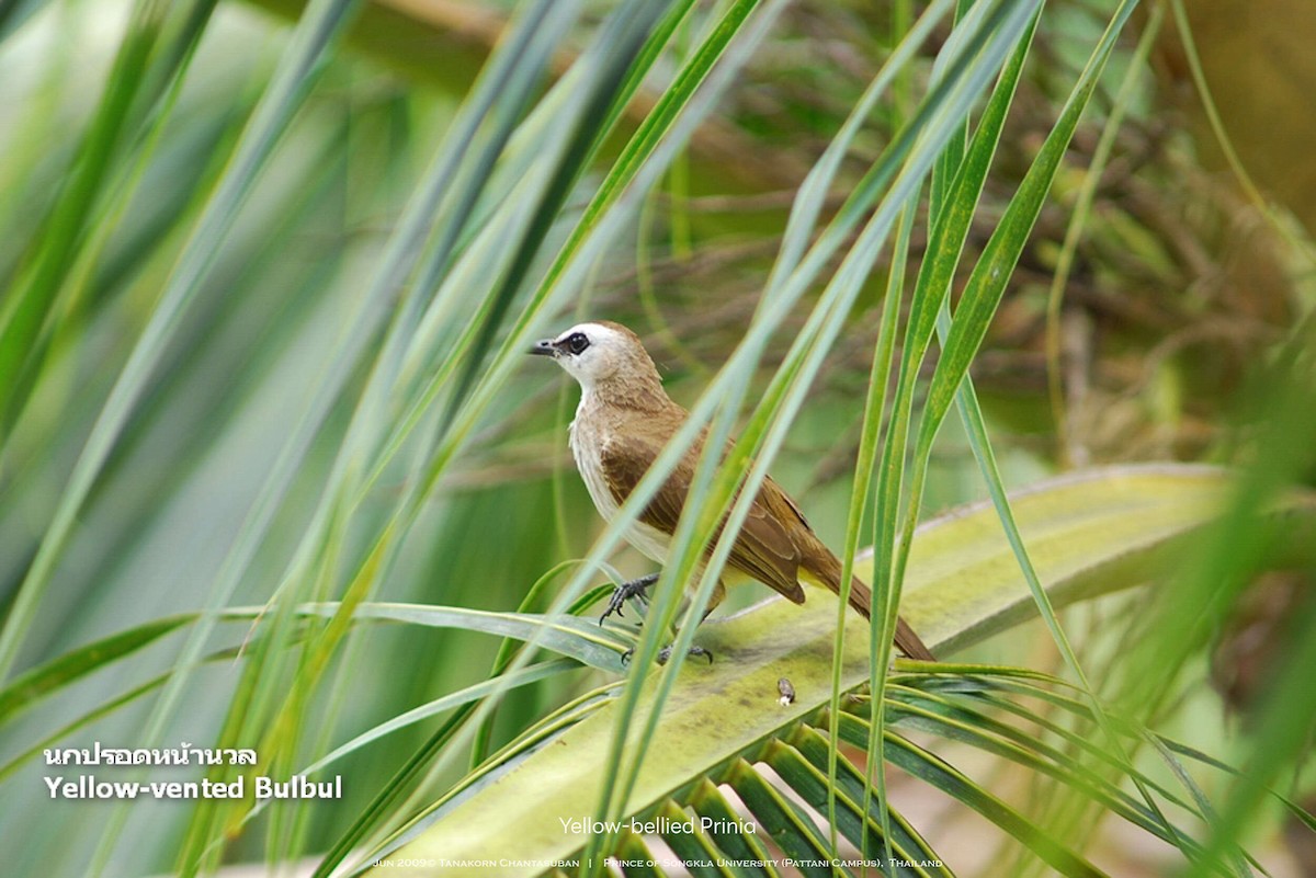 Yellow-vented Bulbul - ML630109485