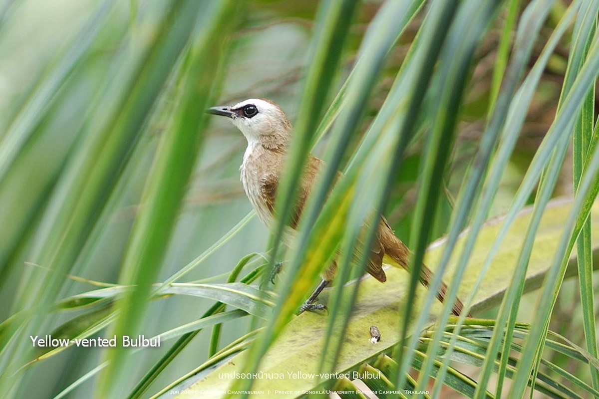 Yellow-vented Bulbul - ML630109486