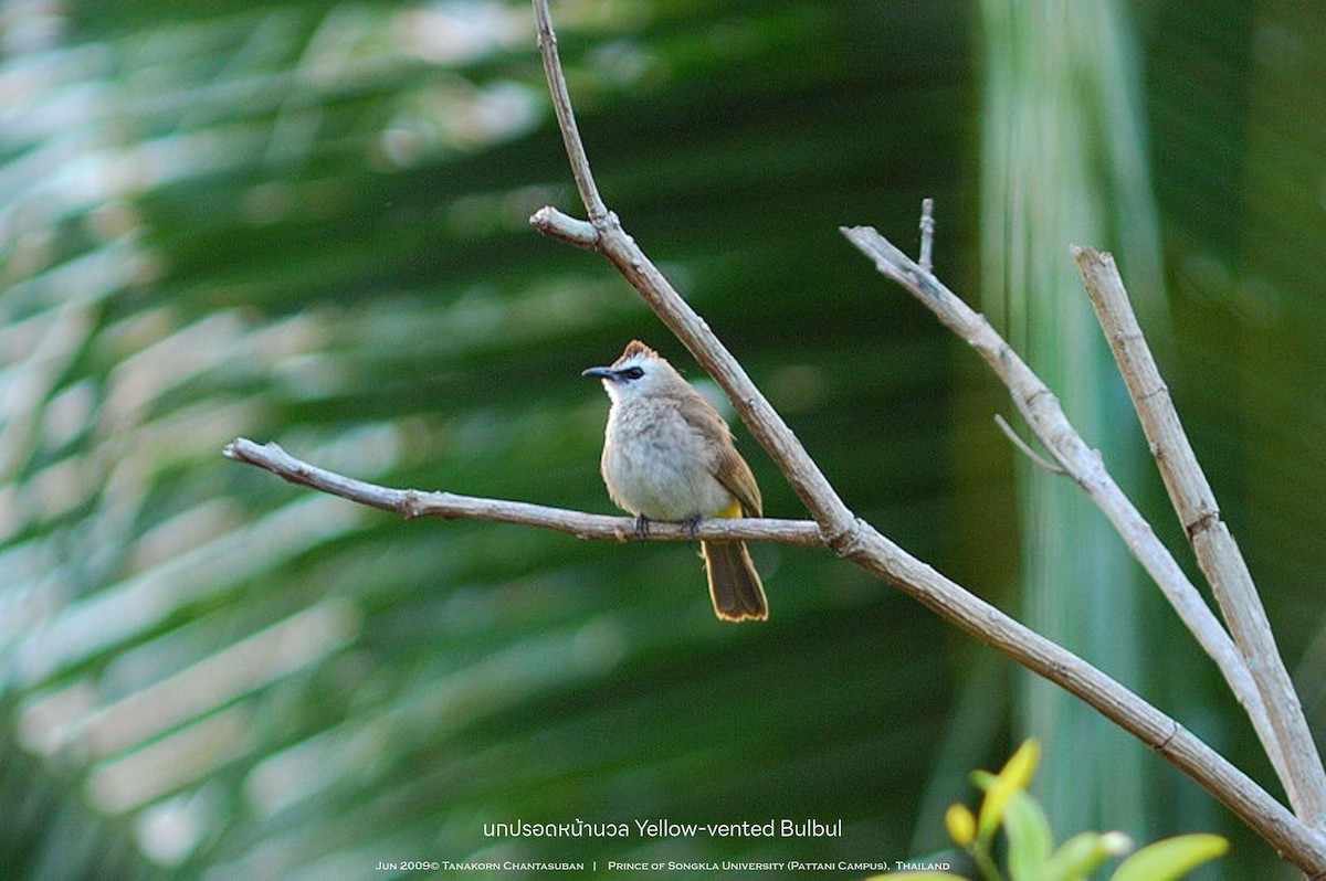 Yellow-vented Bulbul - ML630109513