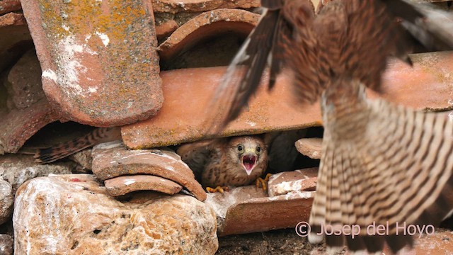 Lesser Kestrel - ML630109637