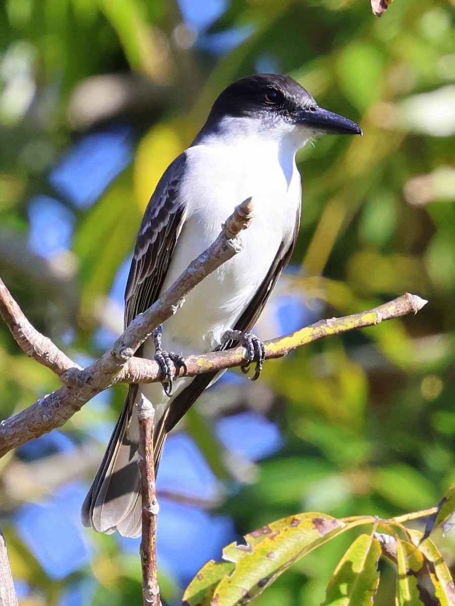 Giant Kingbird - ML630109675