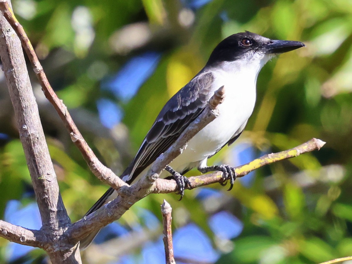 Giant Kingbird - ML630109676