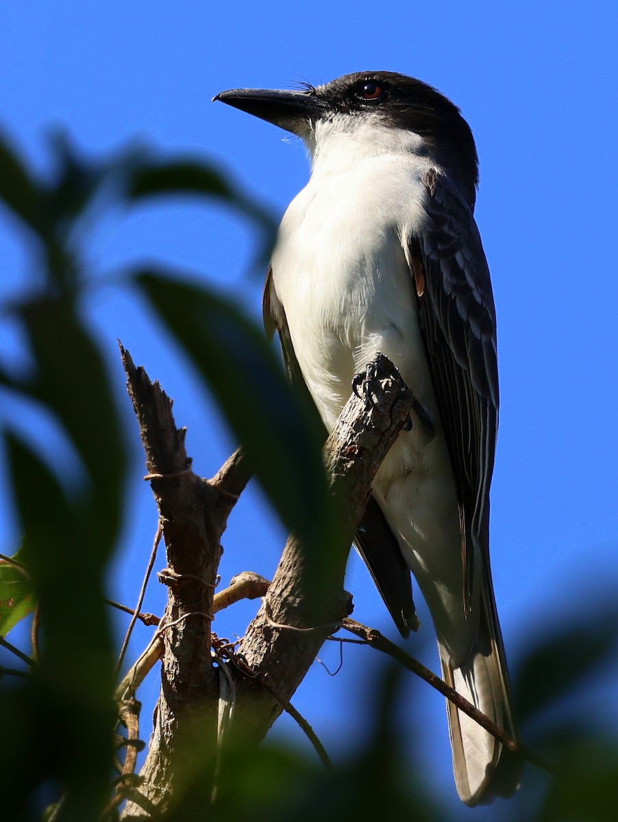 Giant Kingbird - ML630109677