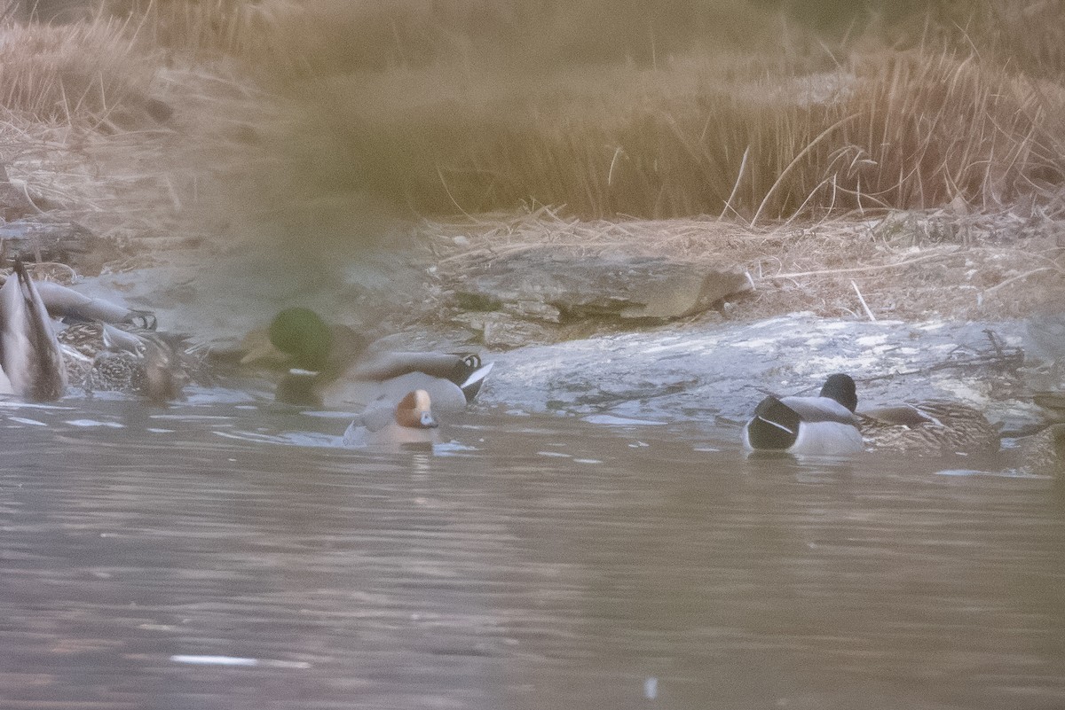 Eurasian Wigeon - ML630109708