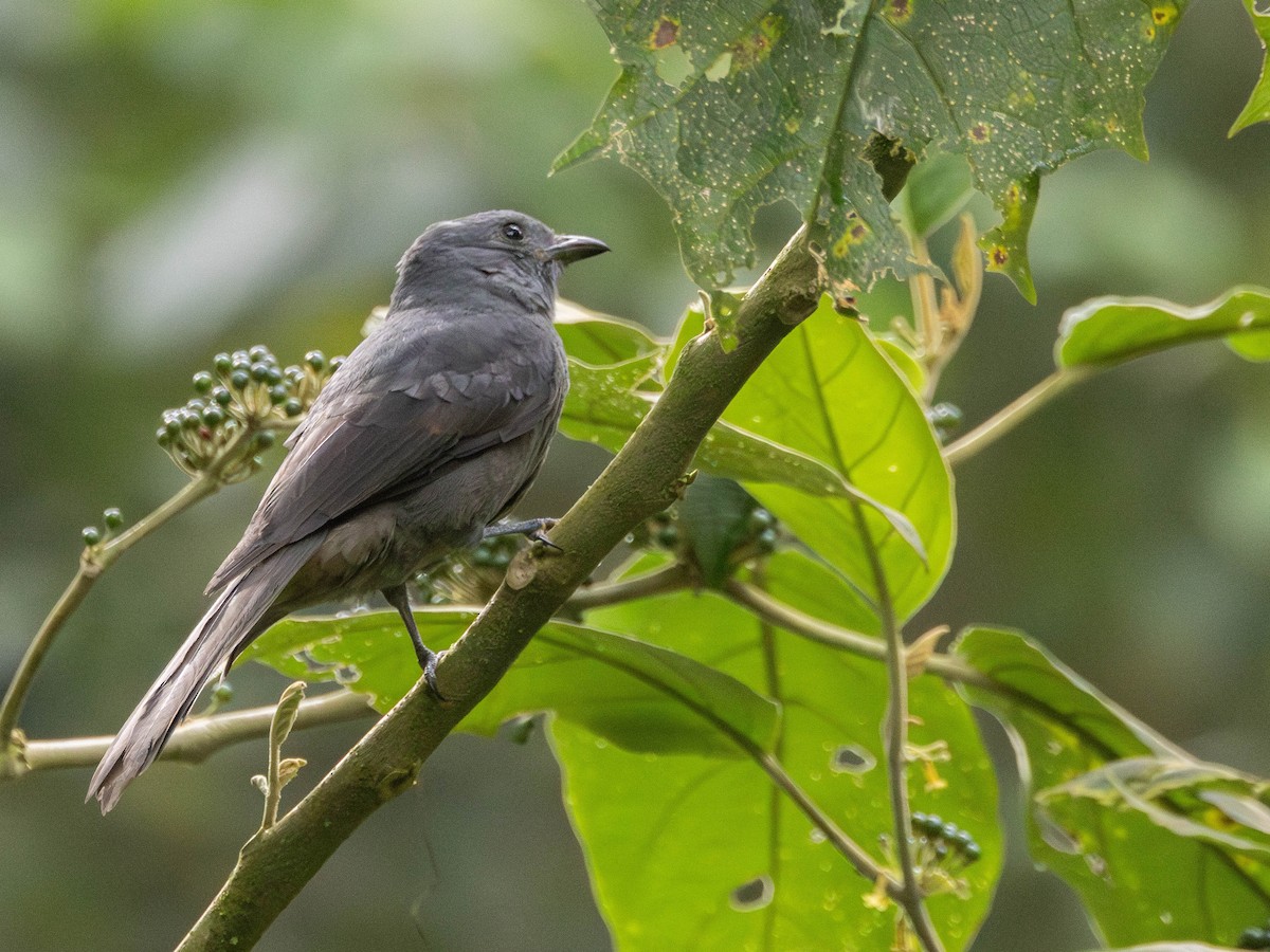 Dusky Piha - ML630109709