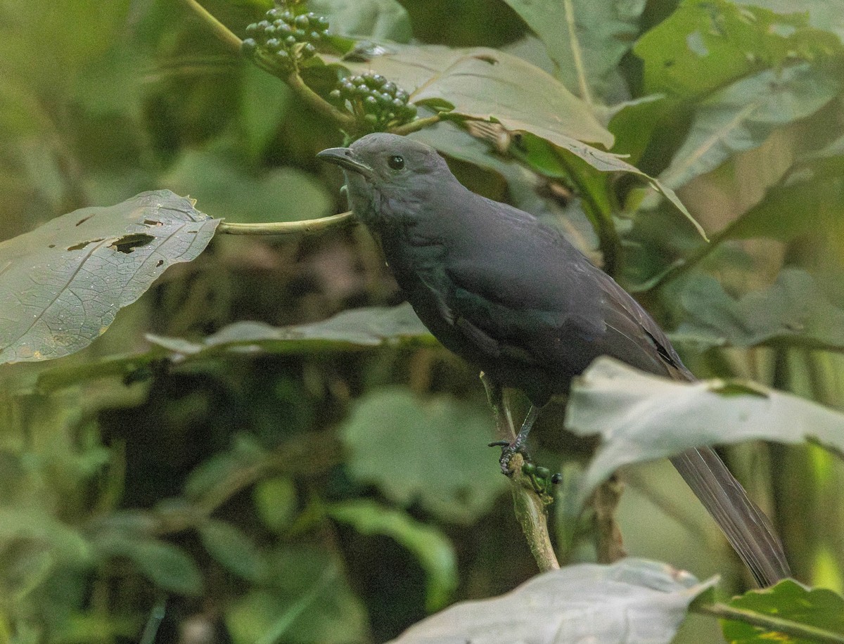 Dusky Piha - ML630109710